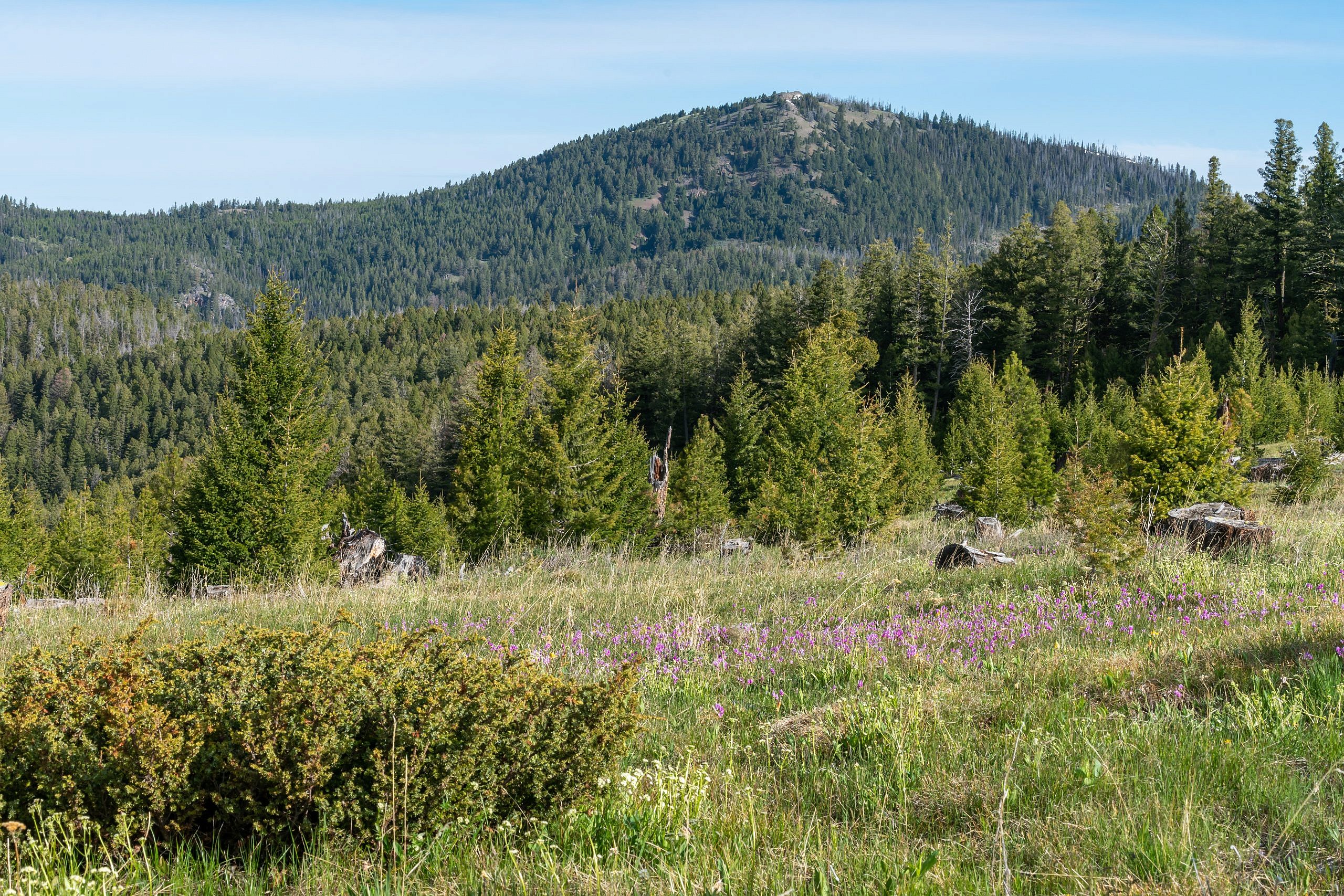 Hoodoo Mountain Montana